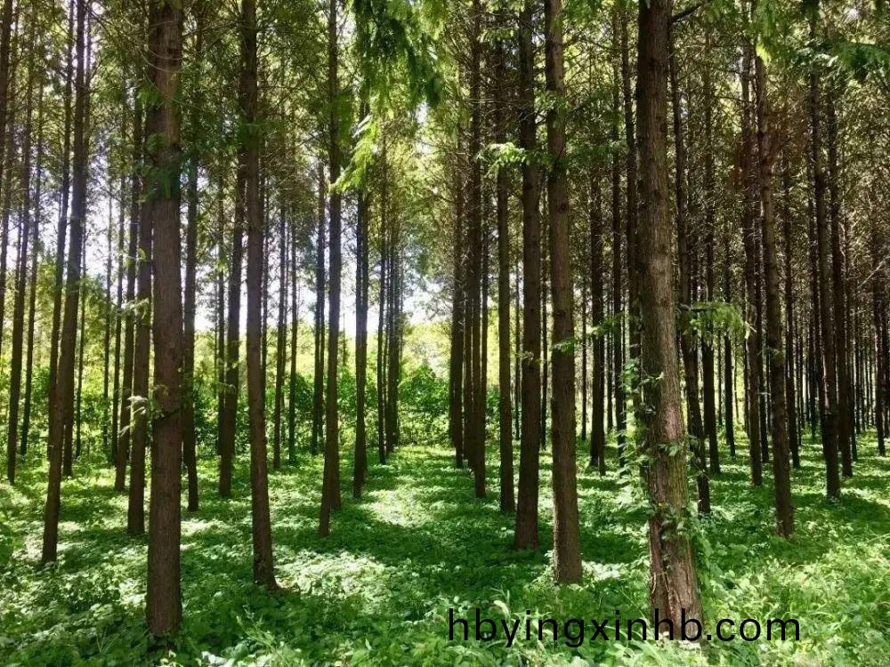 参与绿色行动,保护美丽家园！